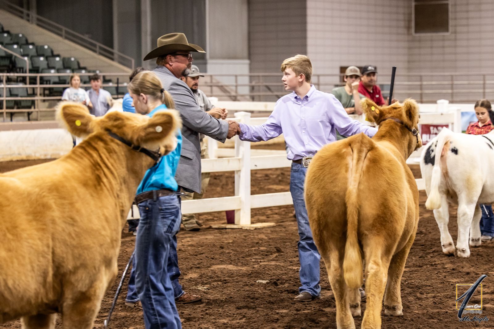 Showing Cattle