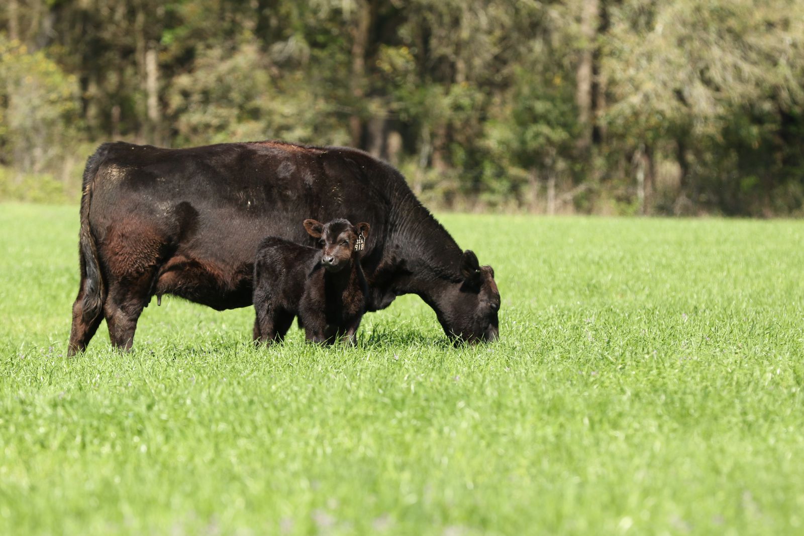 A cow grazing with her baby