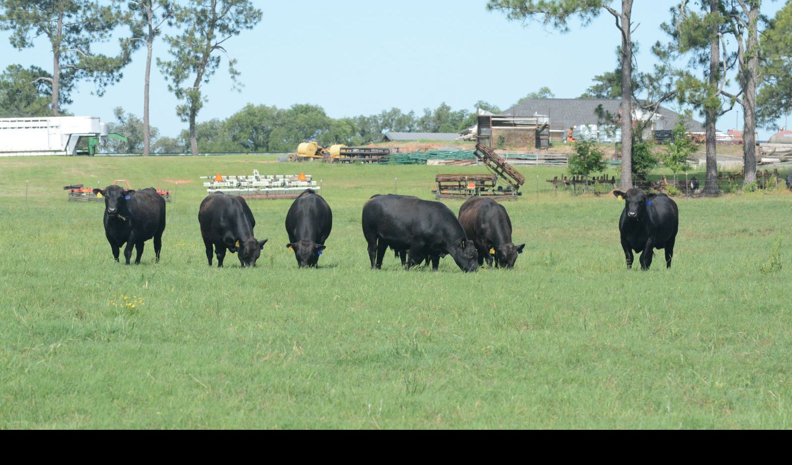 Cow in a field with farm equipment