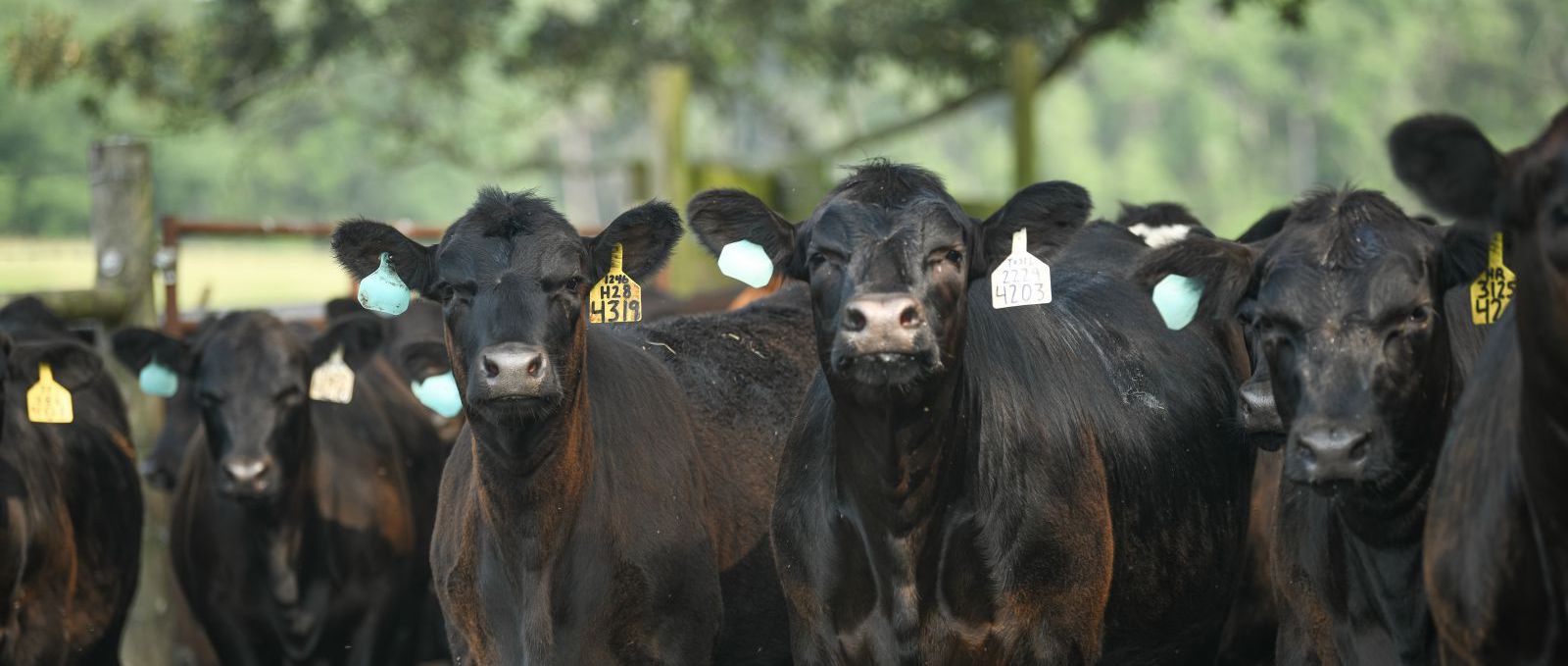CLose up of cows with ear tags