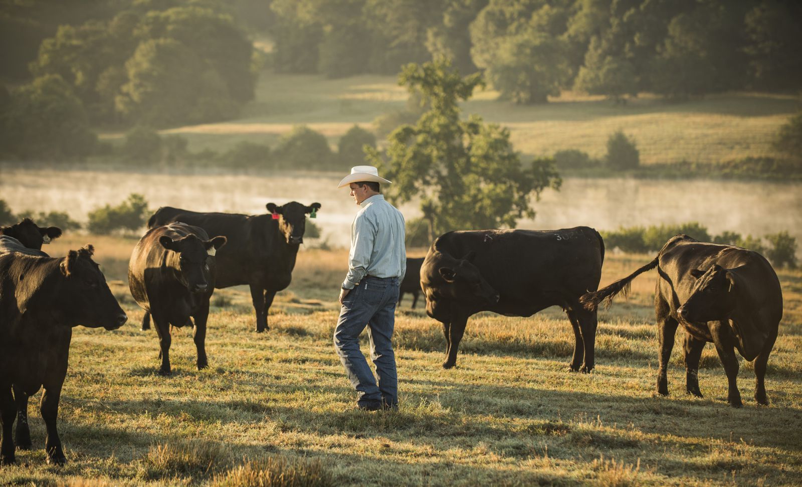 Man in a field with cattle