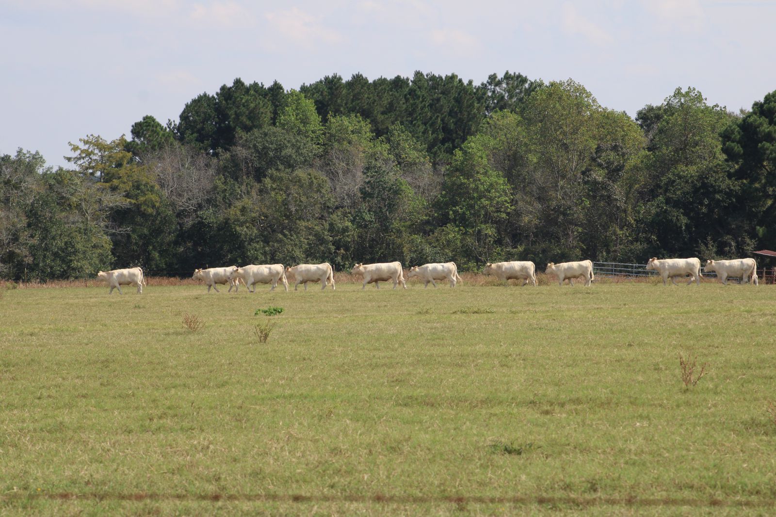 Cows in a field