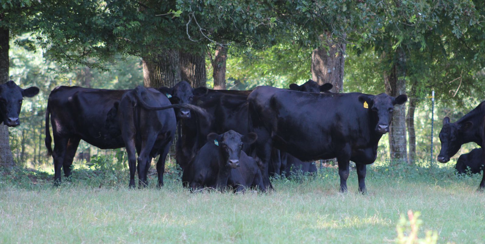 Cows standing and laying down