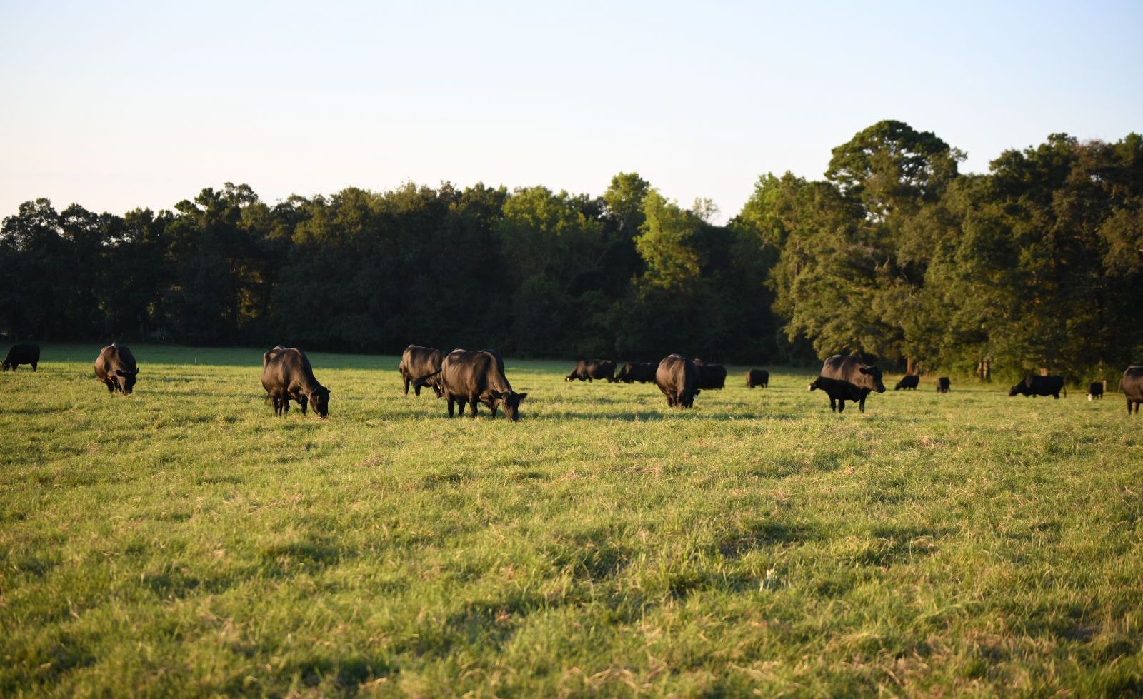 Cows grazing in a field