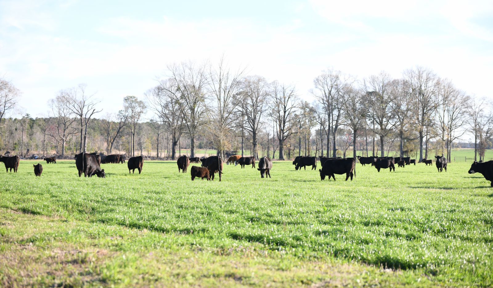 Cows in a field with trees