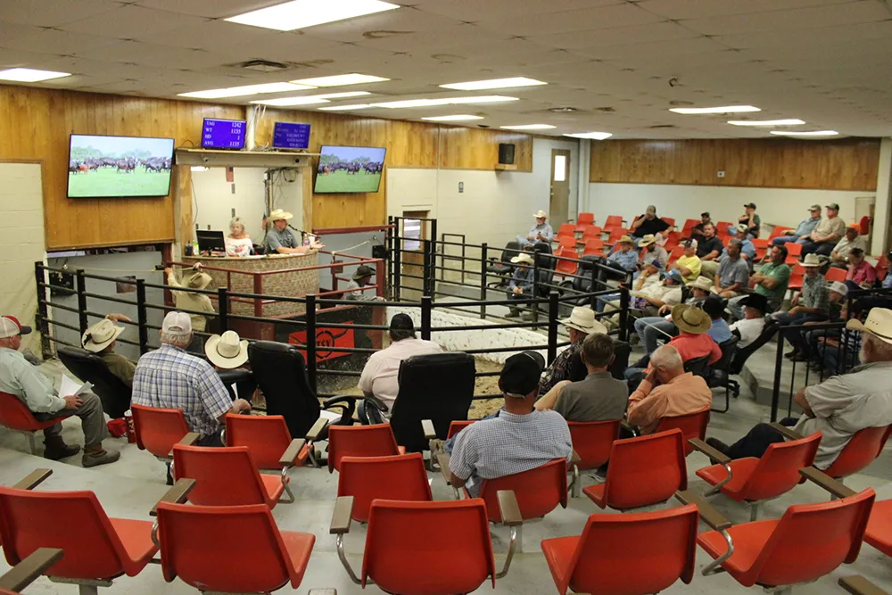 People at livestock auction
