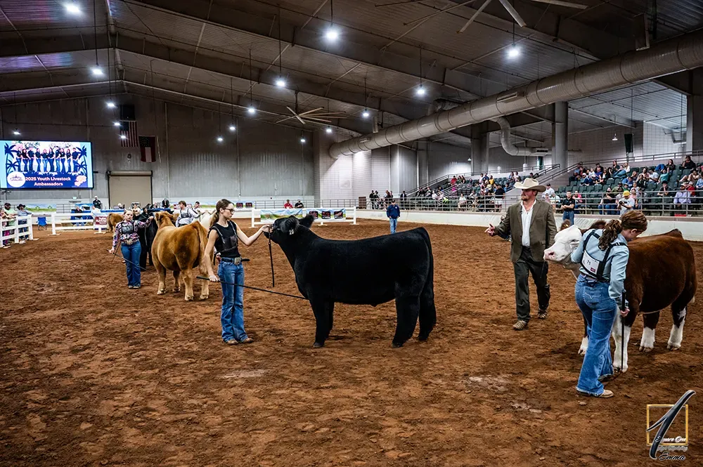People in barn handling cattle