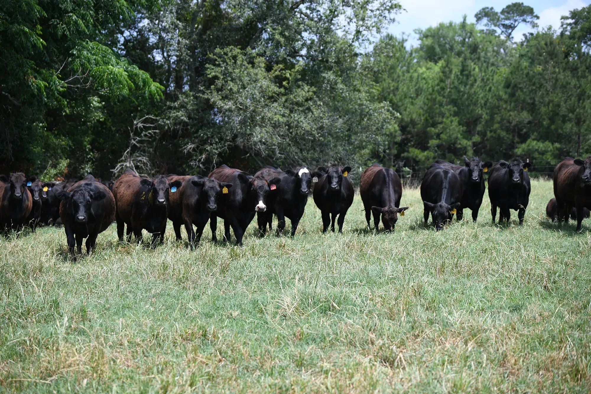 Man Staring at Cattle
