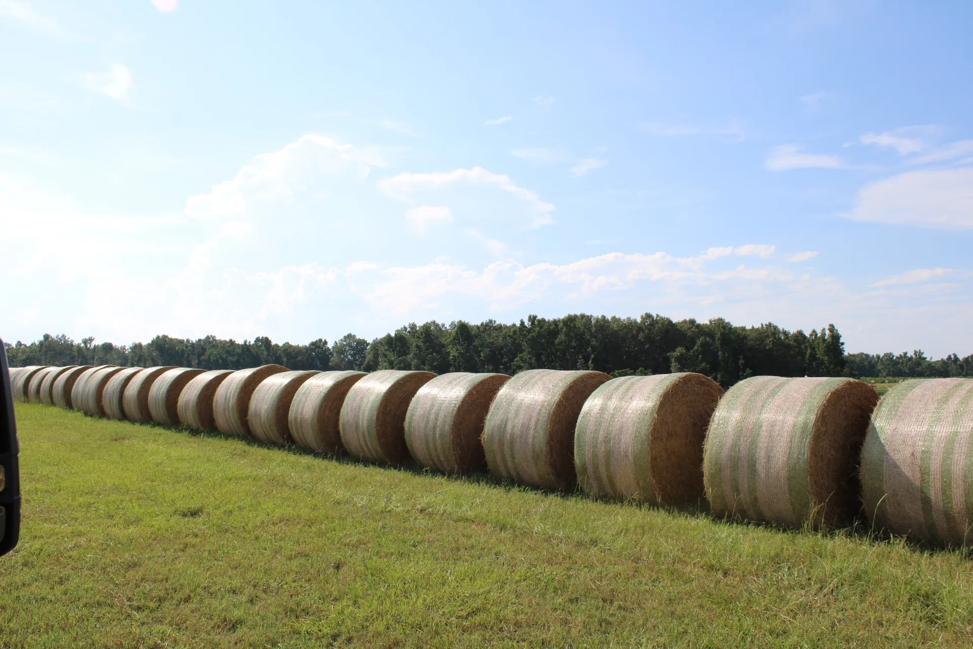 Hay in a field