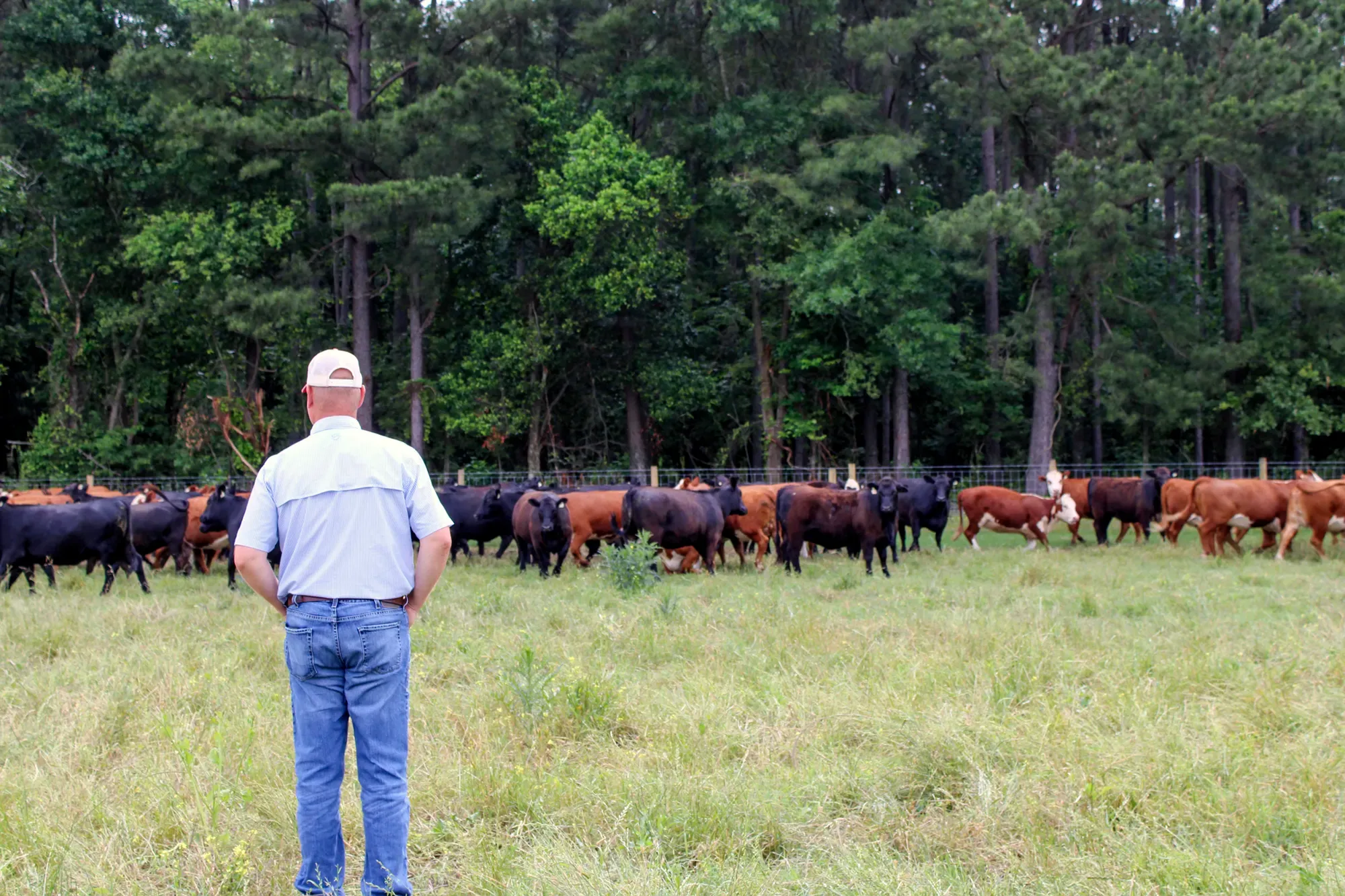 Man Staring at Cattle